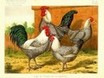 Campines , Acclimatation Illustr�e 1884