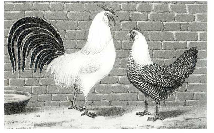 Het * Hollandsch Hoen * zilverpel ( coq et poule hollandaises argent�es ),Ornithophilia 1884-1894