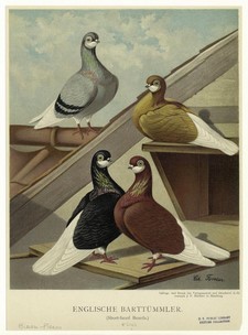 gravure Buffon